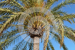 Green palm tree against blue sky