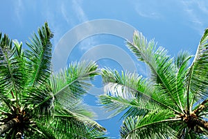 Green palm tree against blue sky