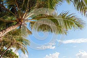 Green palm tree against blue sky and white clouds