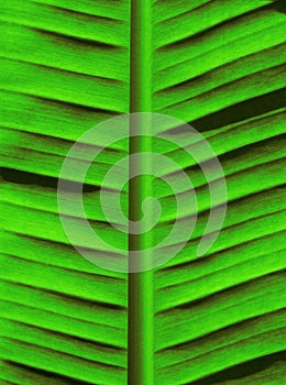 Green Palm Tree Background