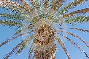Green palm tree in blue sky