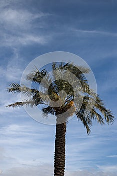 Green palm tree on the blue sky
