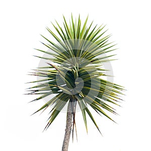 Green palm tree branch