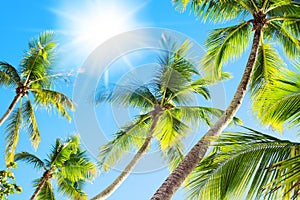 Green palm tree branches blue sky background, bright shiny sun rays, palm leaves, summer holidays, tropical island vacation travel