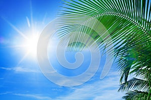 Green palm tree branches, bright blue sky, shiny sun beams background close up, palm leaves silhouette, sunlight glow, summer