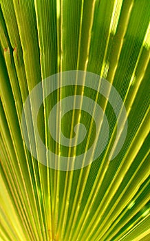 Green palm tree close up background - gofre leaf wallpaper photo