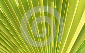 Green palm tree close up background - gofre leaf wallpaper photo