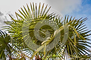 Green palm tree and cloudy sky