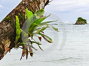 Green palm tree on the coast of la miel panama