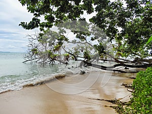 Green palm tree on the coast of la miel panama photo