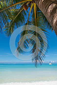 Green palm tree with coconut on the white sand beach