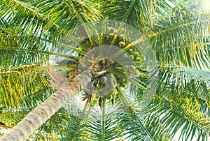 Green palm tree with coconuts. Coco palm top view from ground.