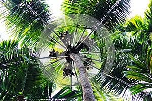 Green palm tree with coconuts. Coco palm top view from ground.