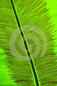 Green palm tree color texture