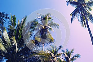 Green palm tree crowns on blue sky background. Coco palm vintage toned photo.
