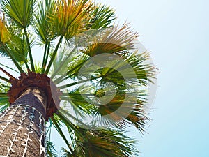 Green palm tree with garlands on the trunk against a blue clear sky. Bottom view