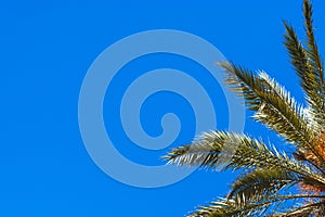 green palm tree isolated on blue sky background.beautiful summer landscape with place for inscriptio