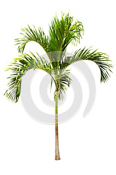 Green palm tree isolated on white background