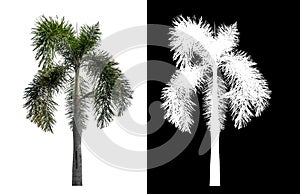 Green palm tree isolated on white background with clipping path and alpha channel on black background .