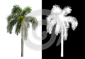 Green palm tree isolated on white background with clipping path and alpha channel on black background .