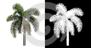 Green palm tree isolated on white background with clipping path and alpha channel on black background .