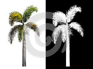 Green palm tree isolated on white background with clipping path and alpha channel on black background .