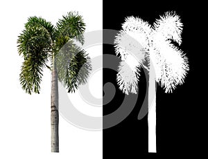 Green palm tree isolated on white background with clipping path and alpha channel on black background