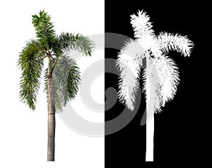 Green palm tree isolated on white background with clipping path and alpha channel on black background .