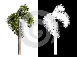 Green palm tree isolated on white background with clipping path and alpha channel on black background .