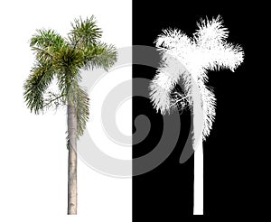 Green palm tree isolated on white background with clipping path and alpha channel on black background .