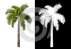 Green palm tree isolated on white background with clipping path and alpha channel on black background .