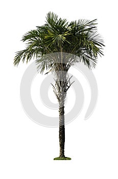 Green palm tree isolated on white background of file with Clipping Path