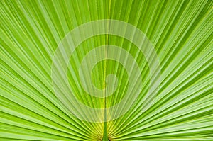 Green palm tree leaf