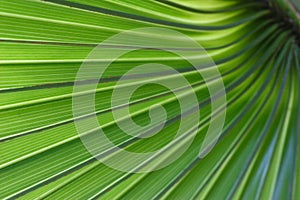 Green Palm Tree Leaf