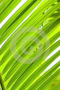 Green palm tree leaf as a background