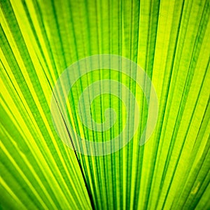 Green palm tree leaf as a background