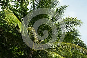 Green palm tree leaf with coconut. Summer travel seaside nature photo.