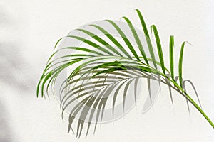 Green palm tree leaf shadow white texture wall, tropical leaves sunlight reflection background, plant branch shade backdrop