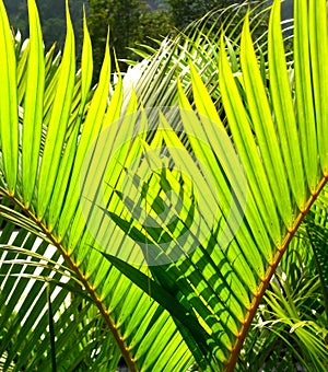 Green palm tree leave