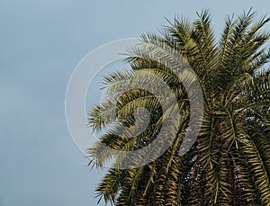 Green palm tree with leaves