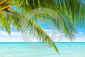 Green palm tree leaves closeup, palm leaf, palm branches, turquoise sea, tropical island beach landscape, summer holidays vacation