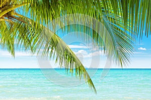 Green palm tree leaves closeup, palm leaf, palm branches, turquoise sea, tropical island beach landscape, summer holidays vacation