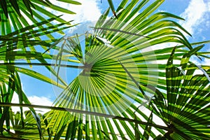 Green palm tree leaves coconut leaf background Foliage in jungles Serenoa repens