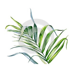 Green palm tree leaves isolated on white background. Watercolor hand drawing botanic illustration. Art for floral design