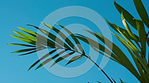 Green palm tree leaves moving in the wind on sunny sky background