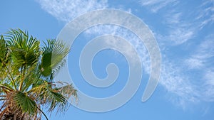 Green palm tree leaves in sunny day on blue sky background