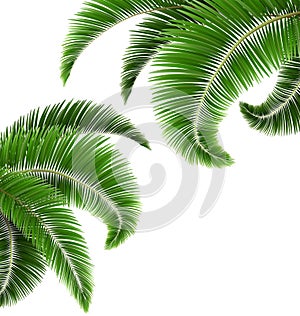 Green palm tree leaves on white