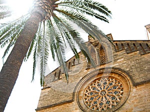 Green palm tree near the stone house of spain Palma de Mallorca photo