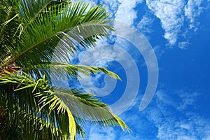 Green palm tree over blue sky