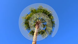 Green palm tree, trunk and leaves in front of blue sky swaying in light wind, sea breeze. Looking up into tropical treetop, ground